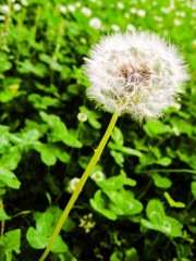 わたぼうし  (アカミタンポポ)