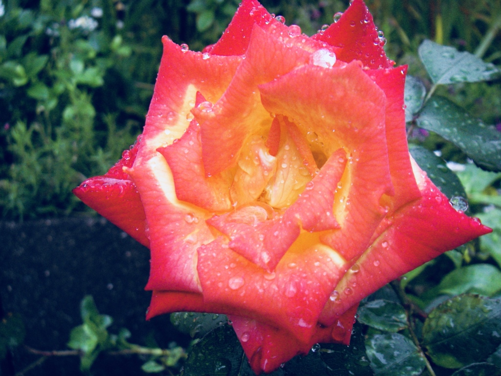 薔薇