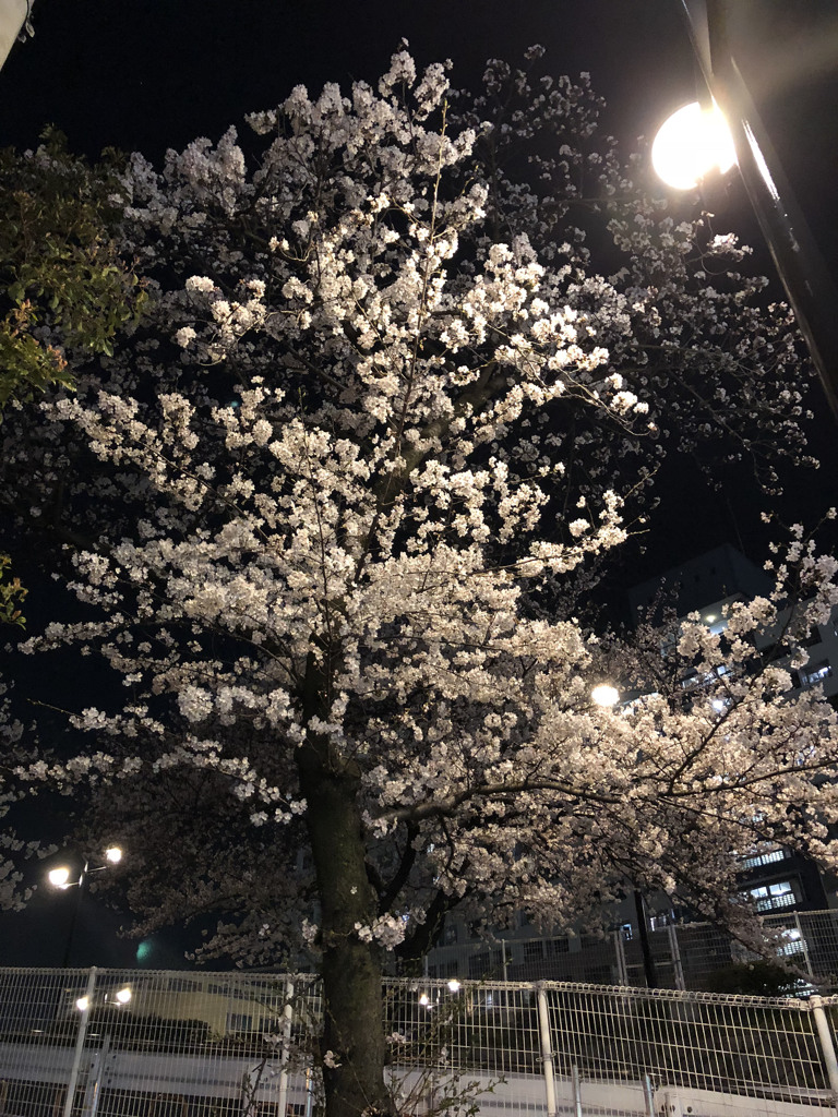 団地の桜も満開