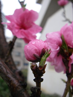 雨の日曜日