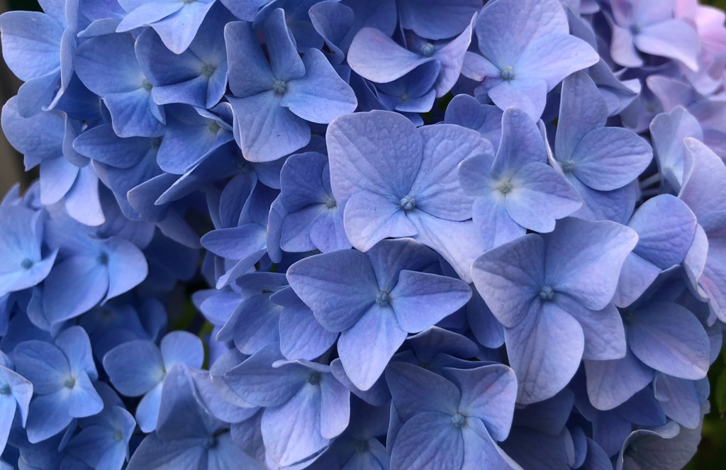 今日の紫陽花  5／25