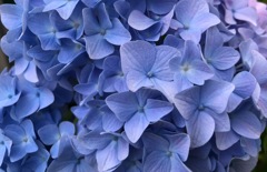 今日の紫陽花  5／25