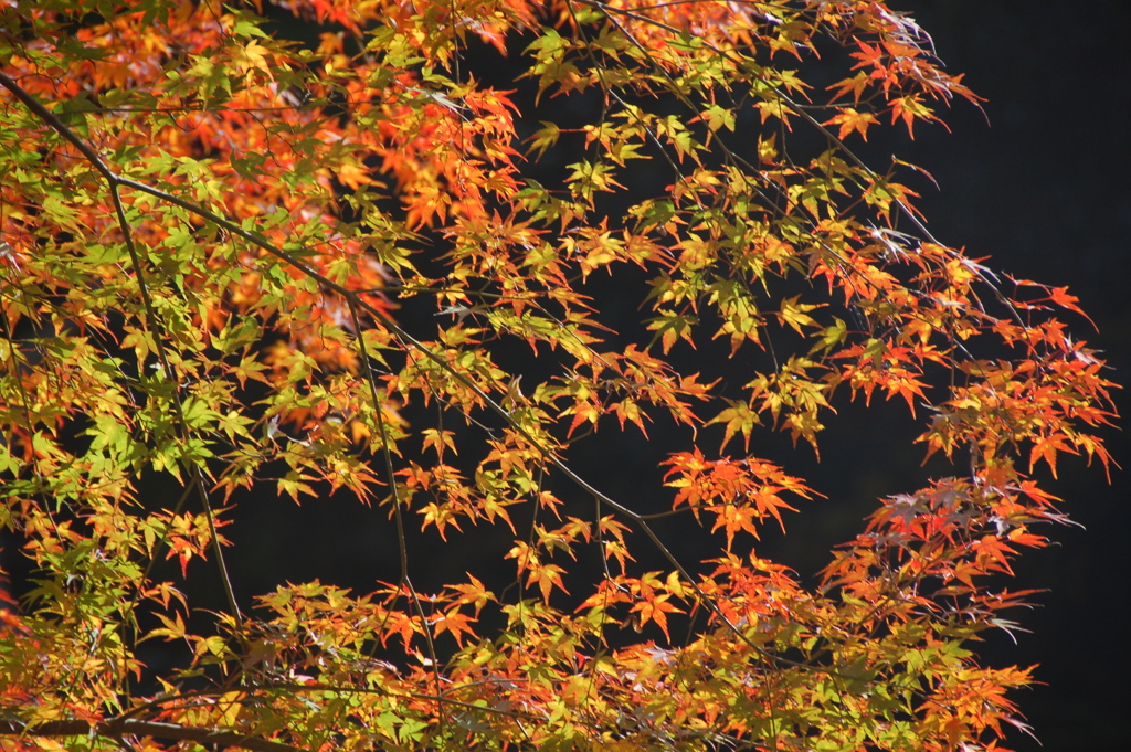 箕面の紅葉　(６)