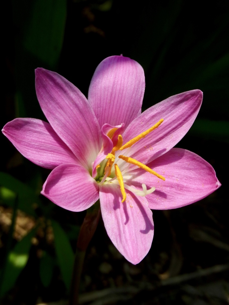 Z. rosea