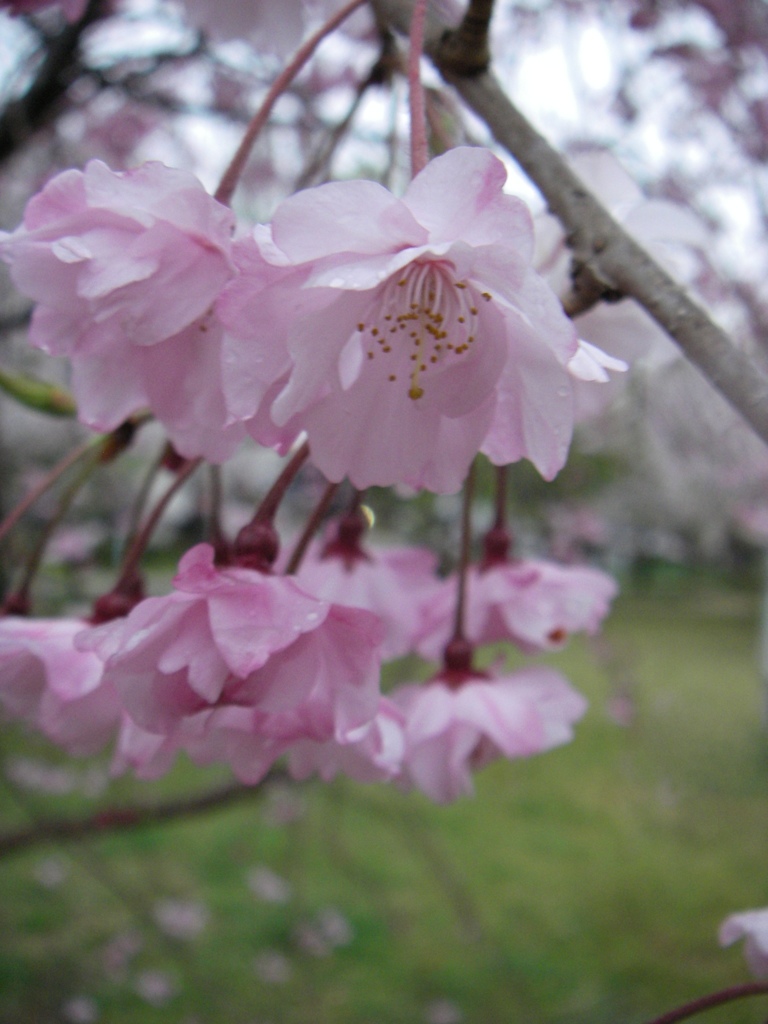 雨のしだれ桜  (2)