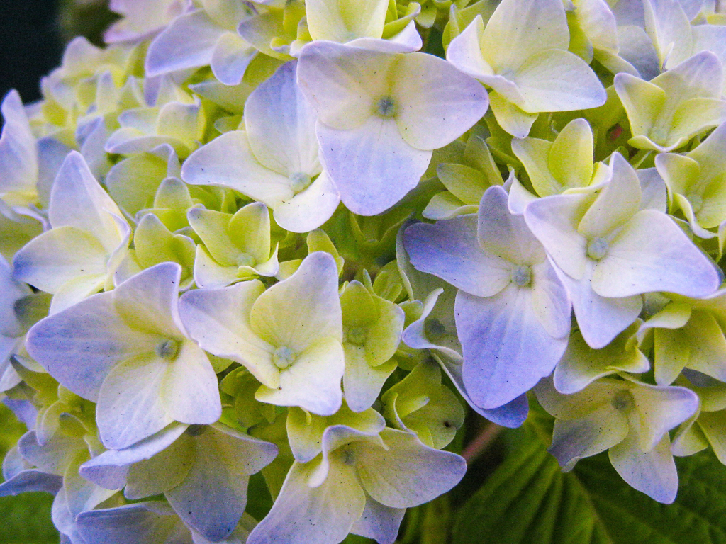 紫陽花