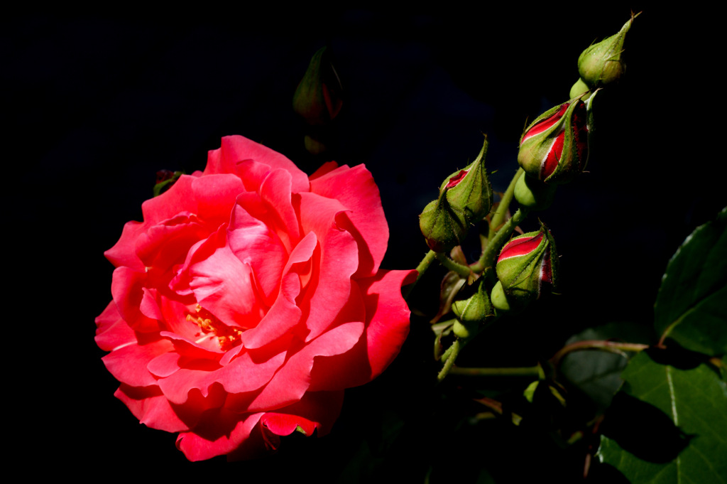 バラが咲いた！