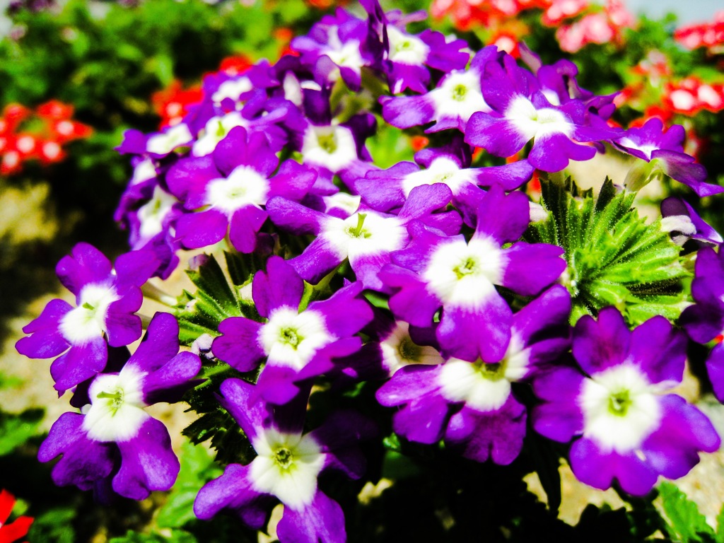Verbena