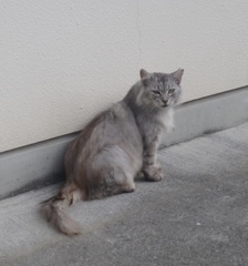 新人 野良ちゃん