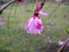 雨のしだれ桜  
