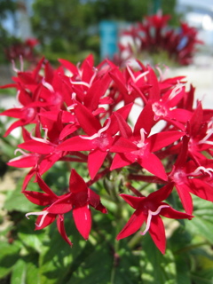 Pentas