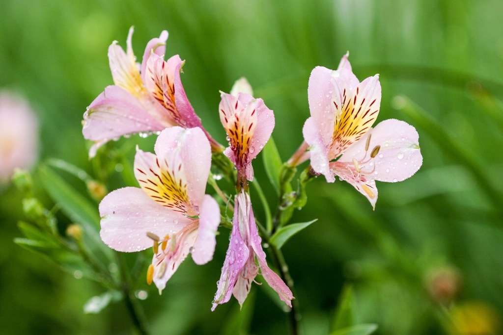  Pink Alstroemeria