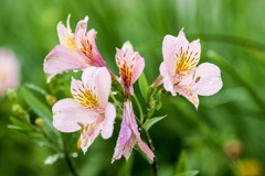  Pink Alstroemeria