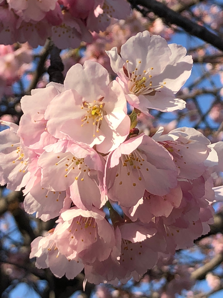 桜