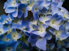 今日の紫陽花 5/19