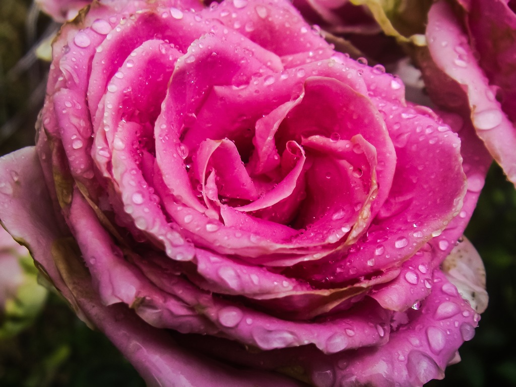 薔薇と雨
