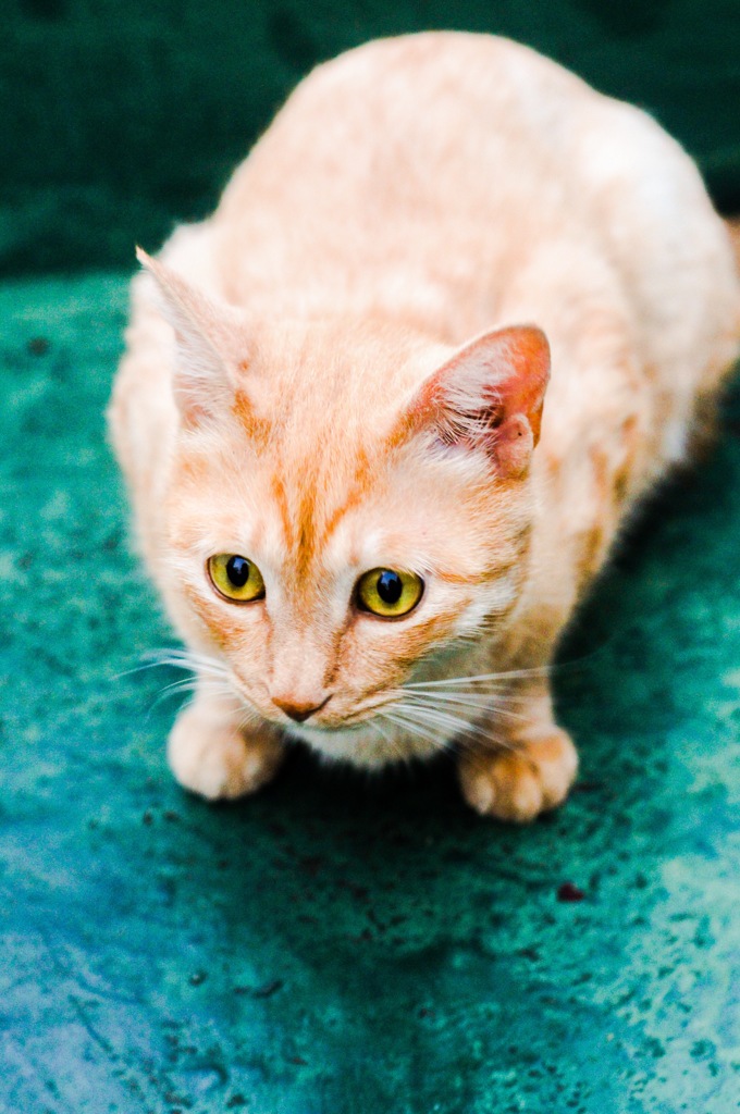 我が良き友チャピー