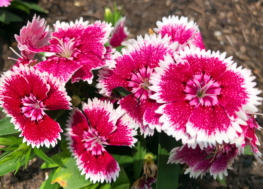 ナデシコ・テルスター