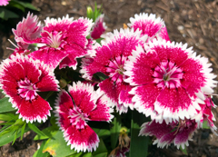 ナデシコ・テルスター