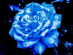 薔薇