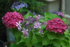 梅雨と紫陽花