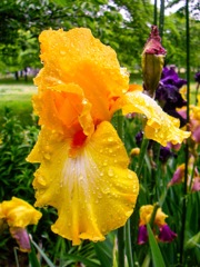 ジャーマンアイリス