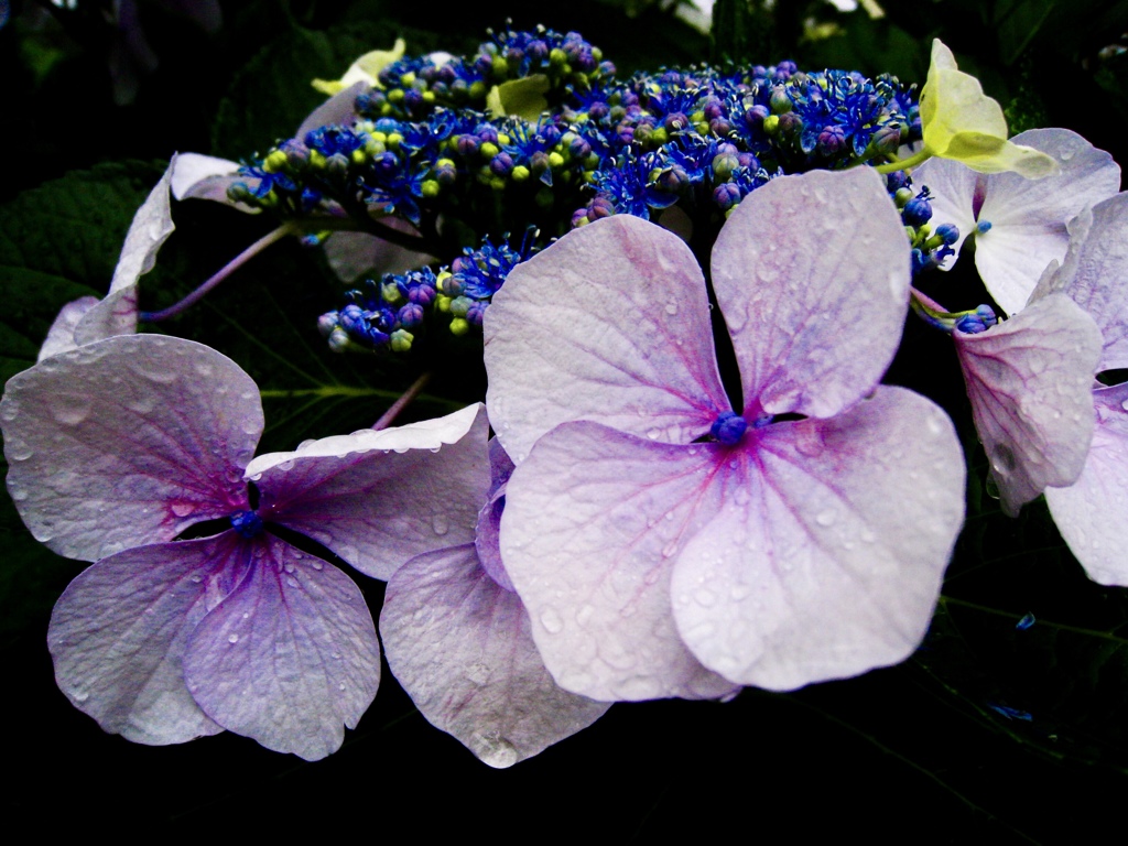 紫陽花