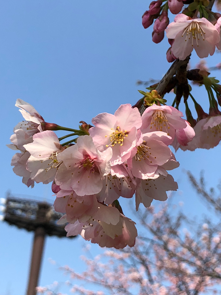 桜