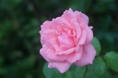 Pink roses are beautiful.