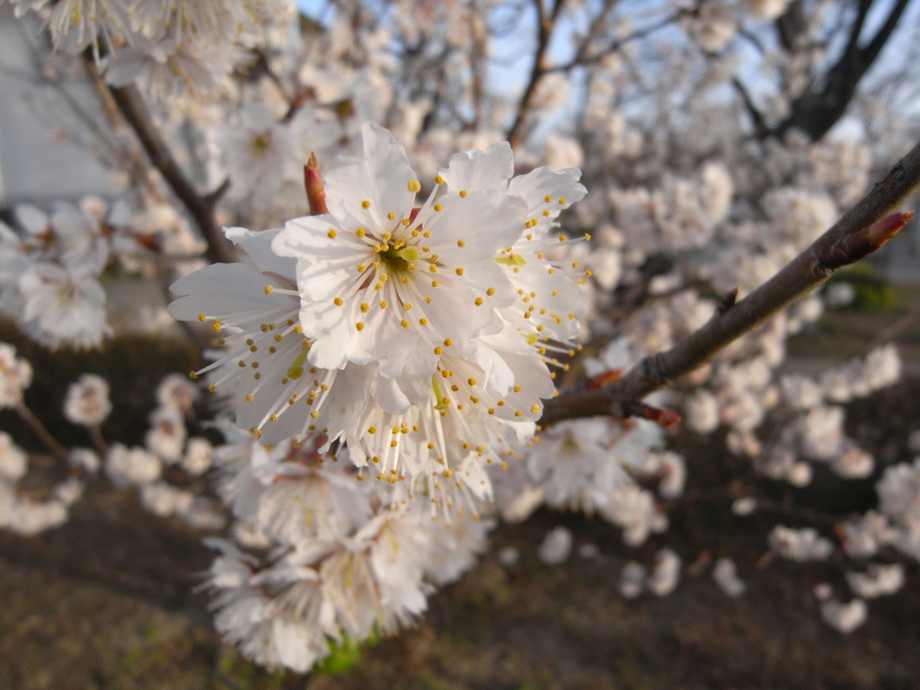 White plum