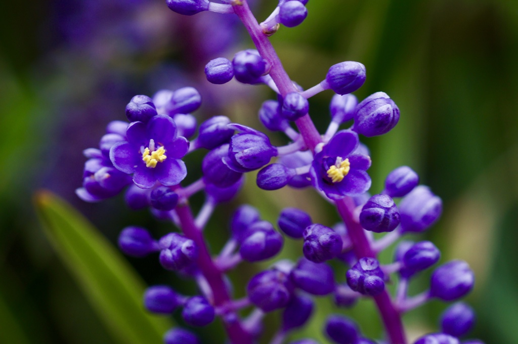 フイリヤブラン