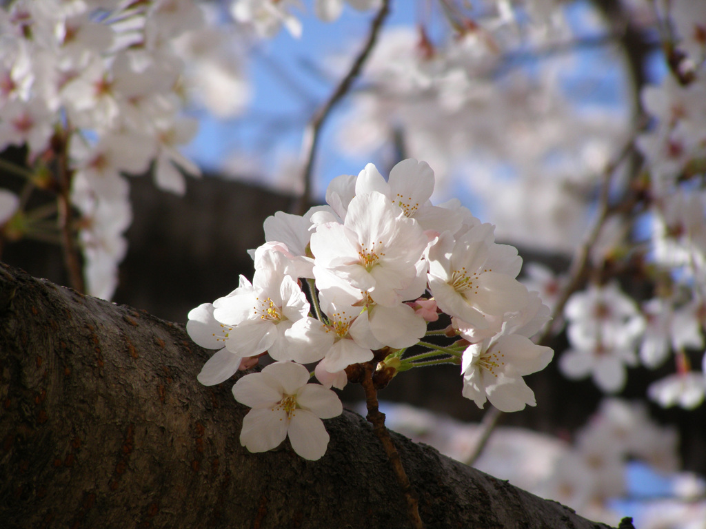 桜　