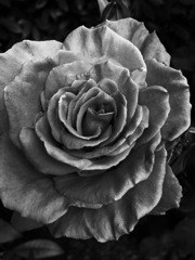 薔薇