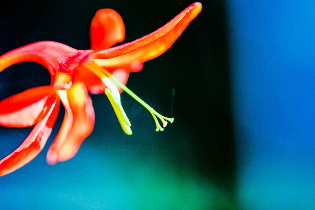 モントブレチア