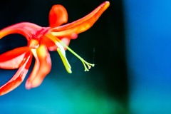 モントブレチア