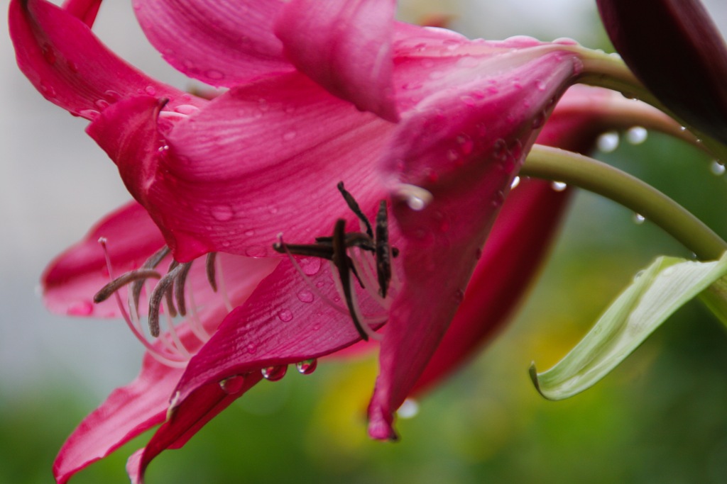 雨の中で咲く花