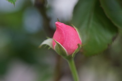 bud