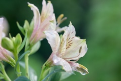 アルストロメリア