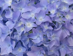 今日の紫陽花 5/23