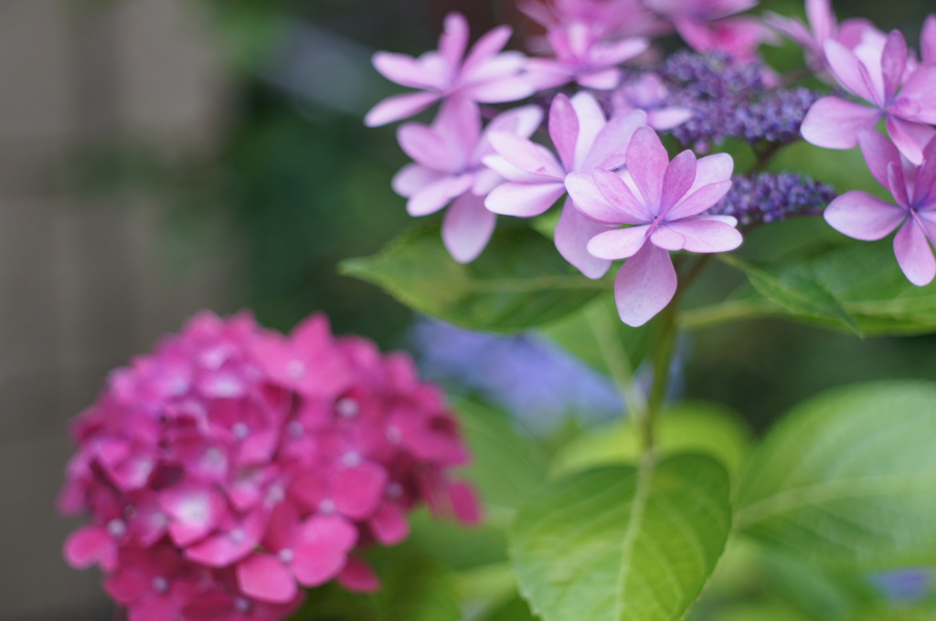 ご近所さんちの紫陽花