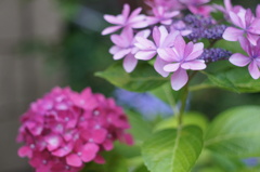 ご近所さんちの紫陽花