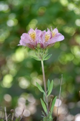 アルストロメリア