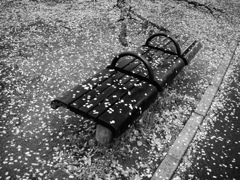 サクラ散る サクラ散る