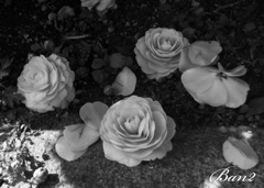 綺麗に散りたい