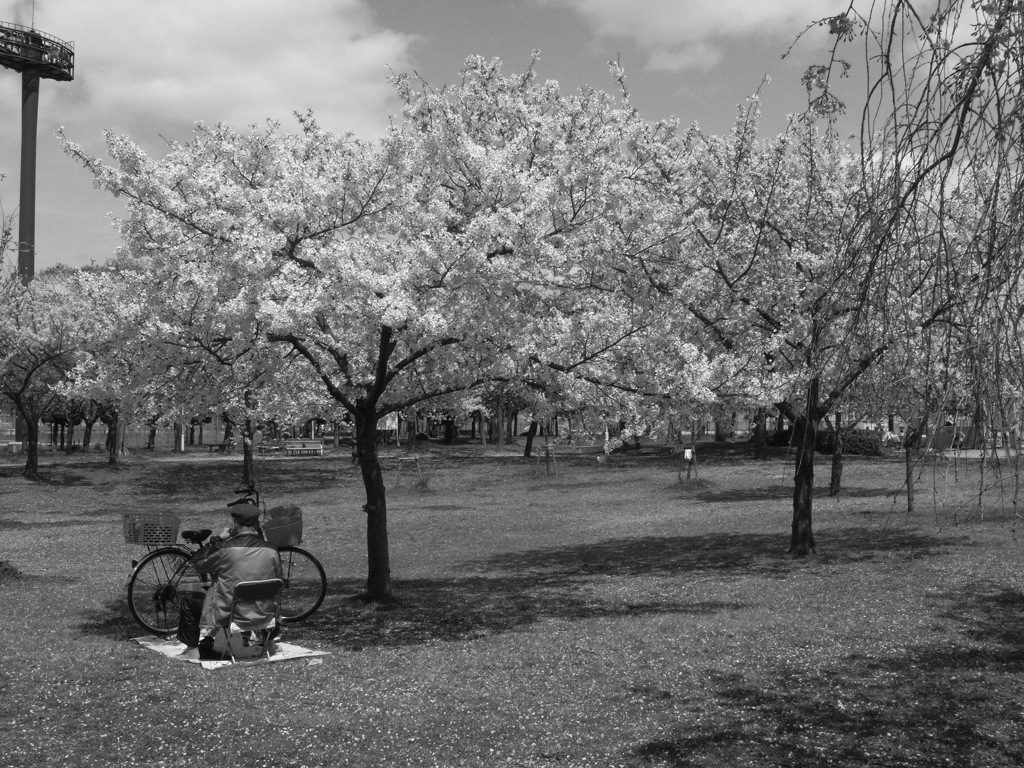 ひとり花見