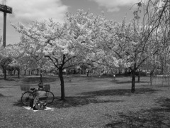 ひとり花見 ひとり花見