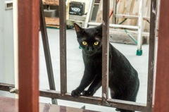 なまえはクロ(*^^*)