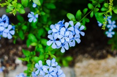blue