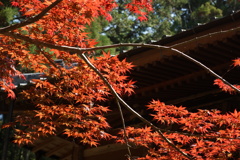初夏の紅葉