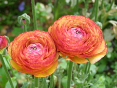 レナンキュラス